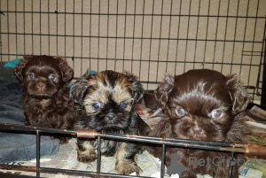 Photo №3. Chiots Shih Tzu.. Danemark