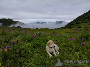 Photo №1. chien bâtard - à vendre en ville de Tbilissi | Gratuit | Annonce №72257