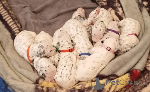 Photo №4. Je vais vendre airedale terrier en ville de Saint Pölten. éleveur - prix - 498€