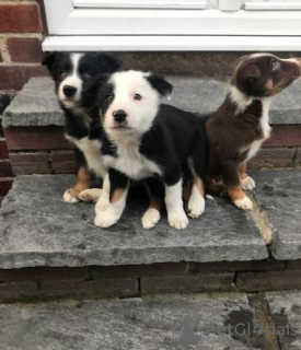 Photo №1. border collie - à vendre en ville de Berlin | Gratuit | Annonce №126399