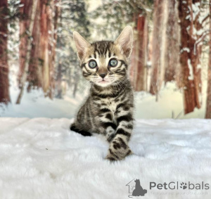 Photo №1. bengal - à vendre en ville de Estringen | 350€ | Annonce № 173625