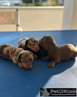 Photo №2 de l'annonce № 134340 de la vente teckel - acheter à Italie 