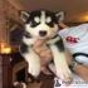 Photo №1.  - à vendre en ville de Leipzig | 300€ | Annonce №132946