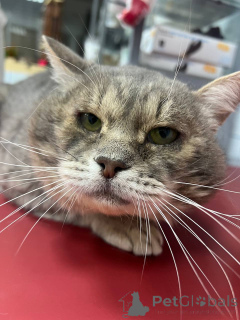 Photo №2 de l'annonce № 162987 de la vente  - acheter à Fédération de Russie annonce privée