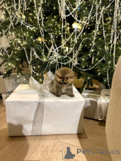 Photo №2 de l'annonce № 160554 de la vente spitz nain - acheter à Espagne éleveur