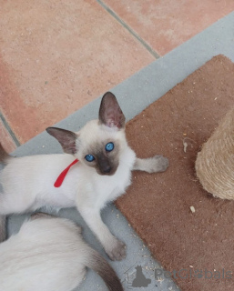 Photo №3. CATS SIAMISES DE DEEL. Allemagne