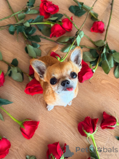 Photo №1. chihuahua - à vendre en ville de Alavus | 600€ | Annonce №169359