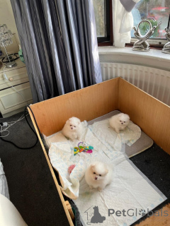 Photo №4. Je vais vendre spitz nain en ville de Difficulté.  - prix - négocié