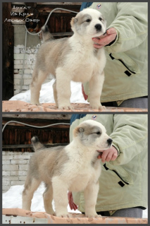 Photo №1. berger d'asie centrale - à vendre en ville de Nizhny Novgorod | Négocié | Annonce №1448