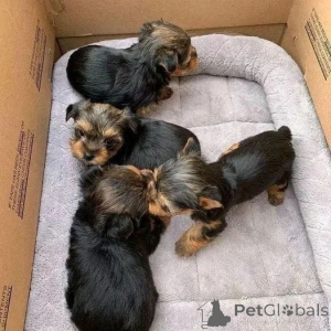 Photo №4. Je vais vendre caniche royale, caniche (jouet) en ville de Columbus. éleveur - prix - 266€