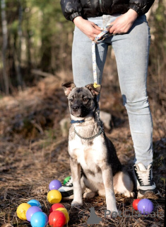 Photo №2 de l'annonce № 138985 de la vente chien bâtard - acheter à Fédération de Russie 