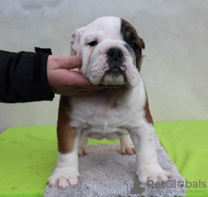 Photo №1. bulldog anglais - à vendre en ville de Gajdobra | négocié | Annonce №126516