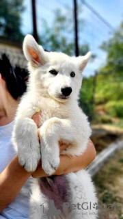 Photo №2 de l'annonce № 114524 de la vente berger blanc suisse - acheter à Serbie 