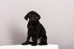 Photos supplémentaires: Cane Corso. Chiots