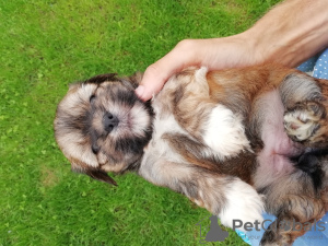 Photo №2 de l'annonce № 66733 de la vente shih tzu - acheter à Lituanie annonce privée, de la fourrière, éleveur