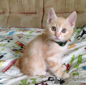 Photo №1. bobtail japonais - à vendre en ville de Lindenfels | 350€ | Annonce № 177635