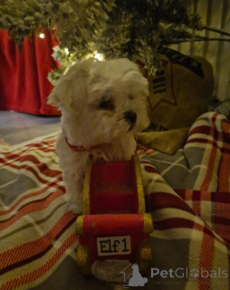Photo №4. Je vais vendre bichon maltais en ville de Gend. annonce privée - prix - négocié