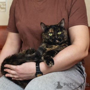 Photo №2 de l'annonce № 133381 de la vente  - acheter à Fédération de Russie 