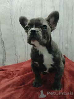 Photo №1. bouledogue - à vendre en ville de Brest | négocié | Annonce №165454