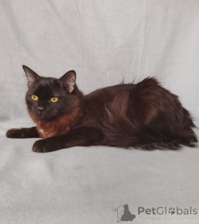 Photo №2 de l'annonce № 164495 de la vente  - acheter à Fédération de Russie annonce privée