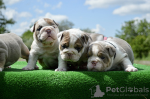 Photo №1. bulldog anglais - à vendre en ville de Minsk | négocié | Annonce №106838