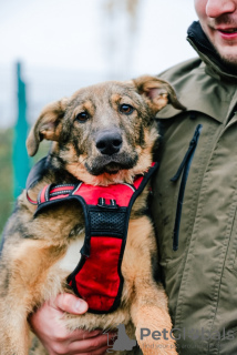 Photo №1. chien bâtard - à vendre en ville de Москва | Gratuit | Annonce №67921