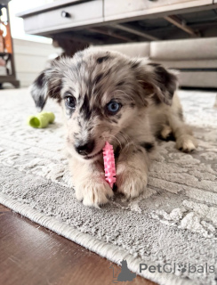 Photo №2 de l'annonce № 171709 de la vente jack russell terrier - acheter à Belgique annonce privée