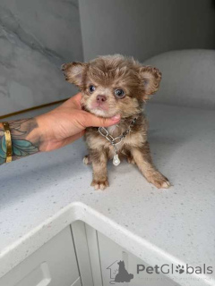 Photo №1. chihuahua - à vendre en ville de Arkansas City | 484€ | Annonce №174339