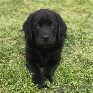 Photo №1. labrador retriever - à vendre en ville de Göteborg | 899€ | Annonce №147986