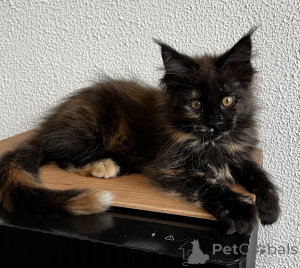 Photo №3. Chaton Maine Coon. Fédération de Russie