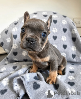Photo №1. bouledogue - à vendre en ville de Anderlecht | 400€ | Annonce №171730