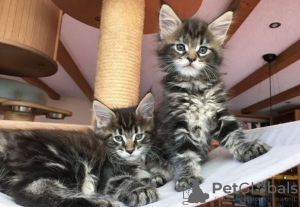 Photo №1. maine coon - à vendre en ville de Erfurt | 500€ | Annonce № 130193