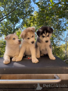 Photo №1. staffordshire terrier anglais - à vendre en ville de Amsterdam | négocié | Annonce №71414