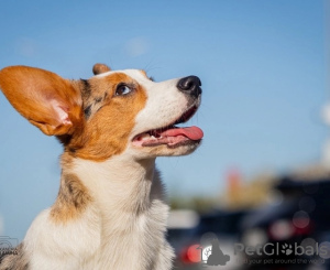 Photo №3. Welsh Corgi Cardigan, chiot. Fédération de Russie