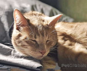 Photo №3. Red Sun Sancho, un jeune chat à la recherche d'un foyer. Fédération de Russie