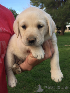 Photo №3. Chiots du Labrador. USA