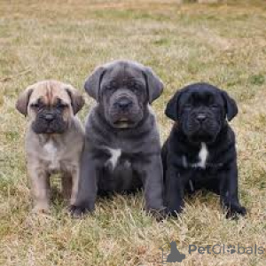 Photo №1. cane corso - à vendre en ville de Québec | 969€ | Annonce №162777