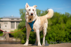 Photo №4. Je vais vendre chien bâtard en ville de Москва. de l'abri - prix - Gratuit