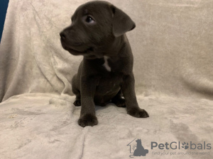 Photo №1. american staffordshire terrier - à vendre en ville de Varsovie | négocié | Annonce №31235