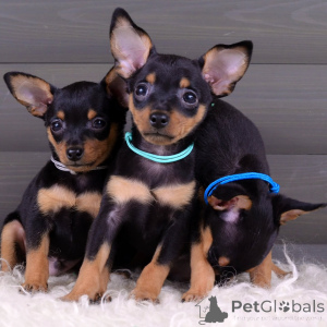 Photo №2 de l'annonce № 154708 de la vente ratier de prague - acheter à Allemagne annonce privée