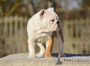 Photo №3. Chiots bouledogues anglais. Estonie