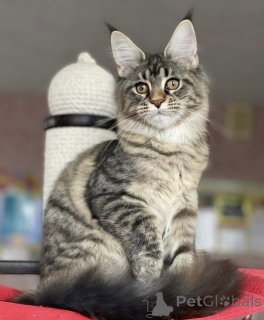 Photo №1. maine coon - à vendre en ville de Baden-Baden | 965€ | Annonce № 163173