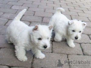 Photo №1. west highland white terrier - à vendre en ville de Vienna | Gratuit | Annonce №91597