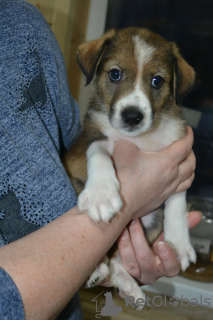 Photo №2 de l'annonce № 9673 de la vente chien bâtard - acheter à Fédération de Russie de l'abri