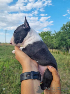 Photos supplémentaires: Bull Terrier miniature FCI