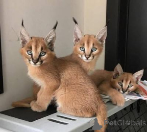 Photo №1. caracal - à vendre en ville de Crampons | négocié | Annonce № 160494