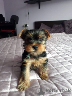 Photo №3. Beaux chiots Yorkie. Allemagne