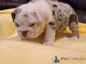 Photo №2 de l'annonce № 138718 de la vente bulldog anglais - acheter à Arménie annonce privée