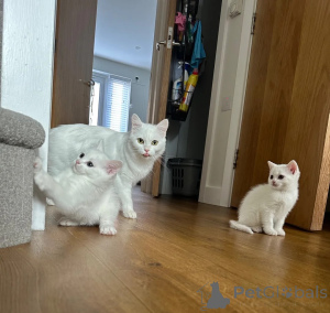 Photo №1. angora turc - à vendre en ville de Heusenstamm | 350€ | Annonce № 178457