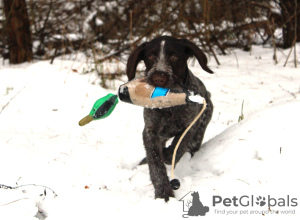 Photo №2 de l'annonce № 89162 de la vente chien d'arrêt allemand à poil dur - acheter à Pologne éleveur